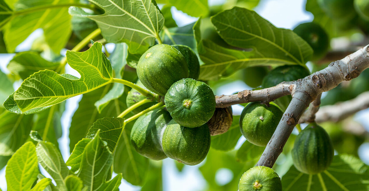 Third Sunday of Lent — March 20, 2022