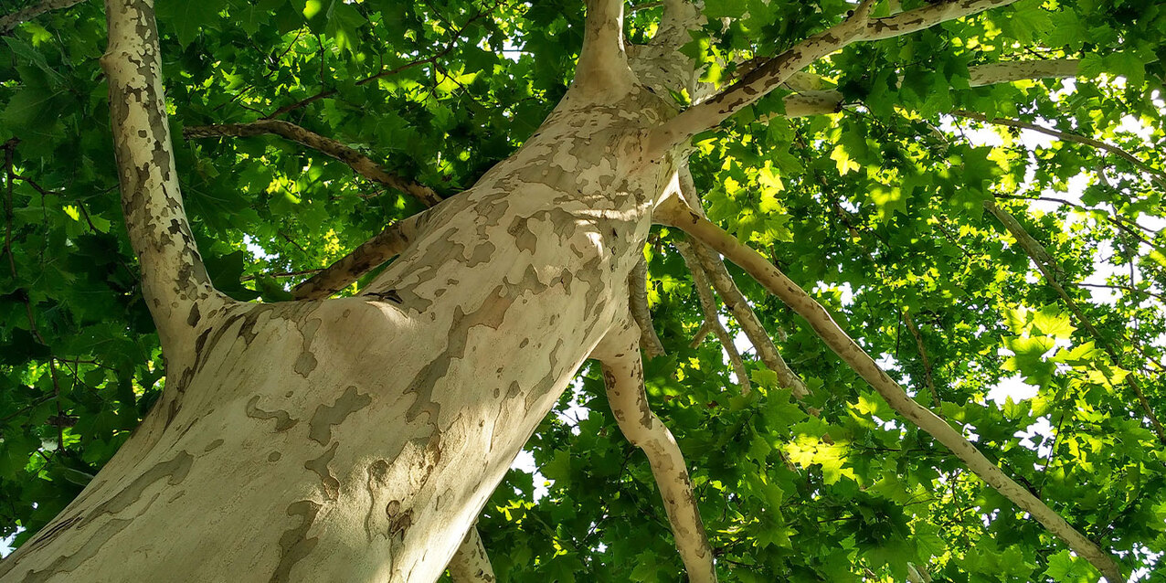 Thirty-first Sunday in Ordinary Time — Oct. 30, 2022