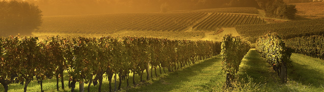 Twenty-seventh Sunday of Ordinary Time - Oct. 4